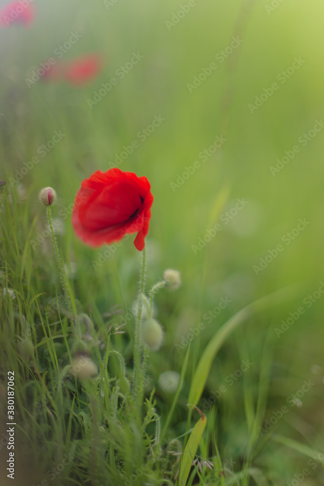 Wild Red Poppy Flowers in a Green Field Wild Red Poppy Flowers in a Green Field