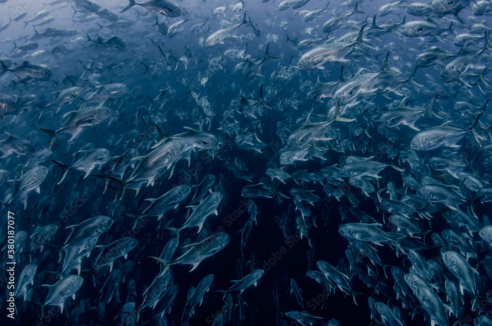 Jack Crevalle, Jacks, trevally schooling in open blue water many hundreds of fish Jack Crevalle, Jacks, trevally schooling in open blue water many hundreds of fish