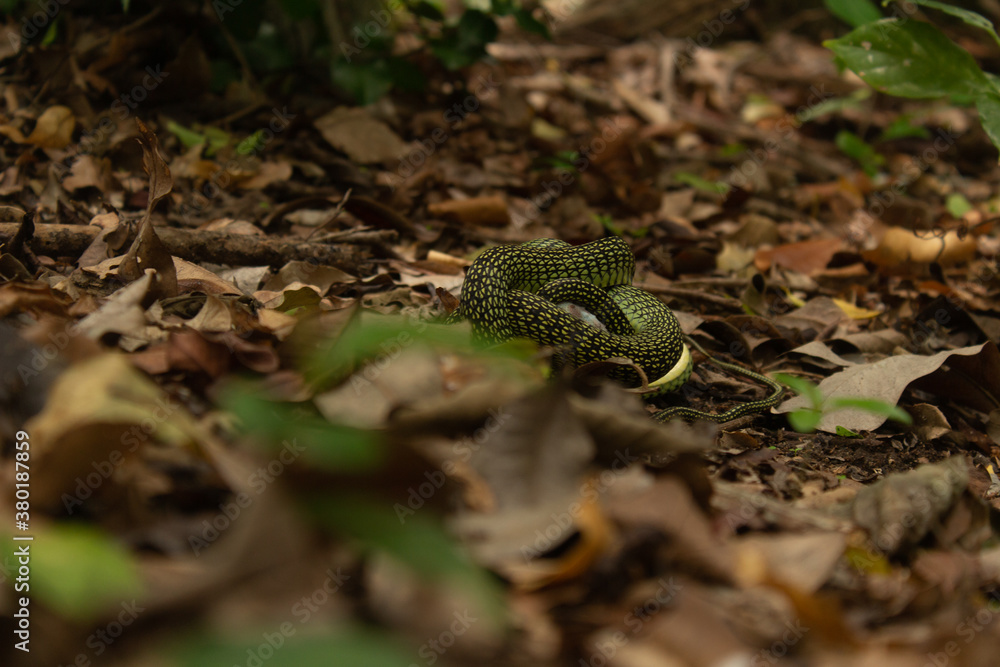 Obraz premium Serpiente enroscada en el bosque comiendo