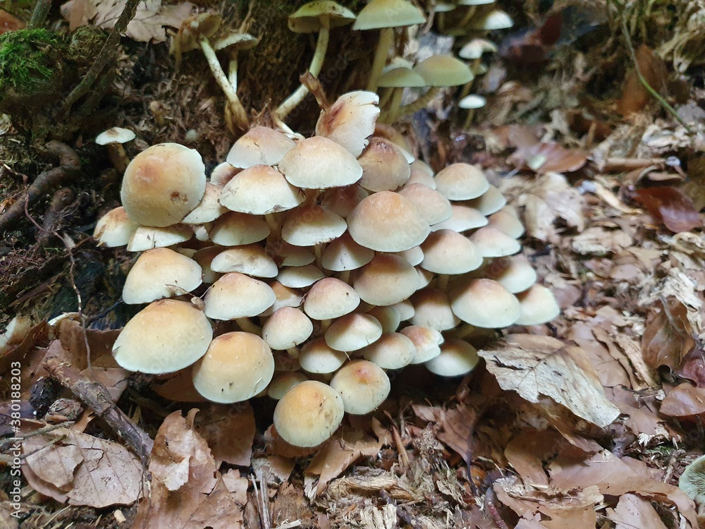 Pilze im Wald bei Baumstrunk auf feuchtem Boden Pilze im Wald bei Baumstrunk auf feuchtem Boden