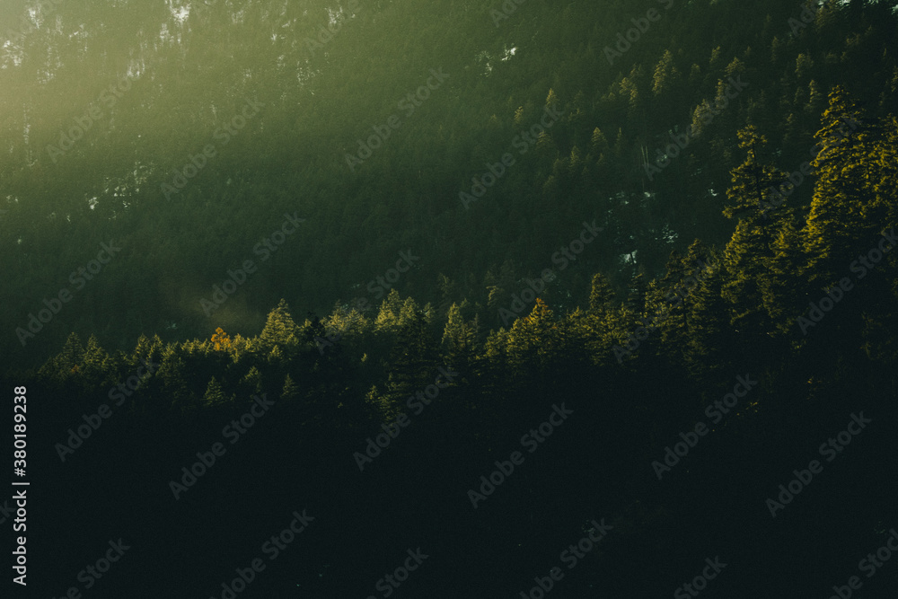 Morning forest Morning forest