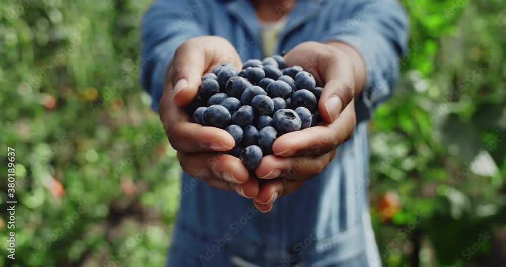 Crop view of afro american farmer holding fistful of blueberries while standing in greenhouse. Close up view of person reaching out hands with berries. Concept of farming, harvest