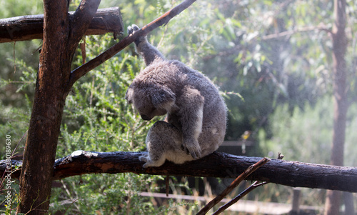 Photography A Rescued Australian Koala (Phascularctos cinereus)