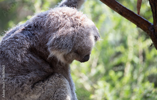 Canvas Print A Rescued Australian Koala (Phascularctos cinereus)