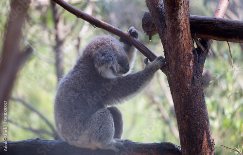 Canvas Print A Rescued Australian Koala (Phascularctos cinereus)