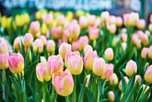 Background with pink tulip