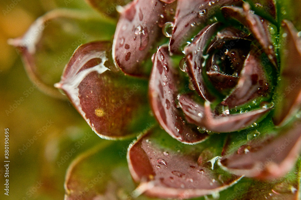 Crassulaceae chicks and hens with rain Crassulaceae chicks and hens with rain