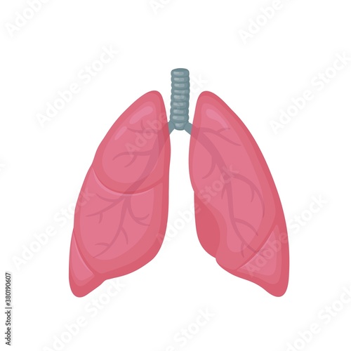 Human lungs flat style vector colorful illustration. Internal organ icon, logo. Anatomy, medicine concept. Healthcare. Isolated on white background.