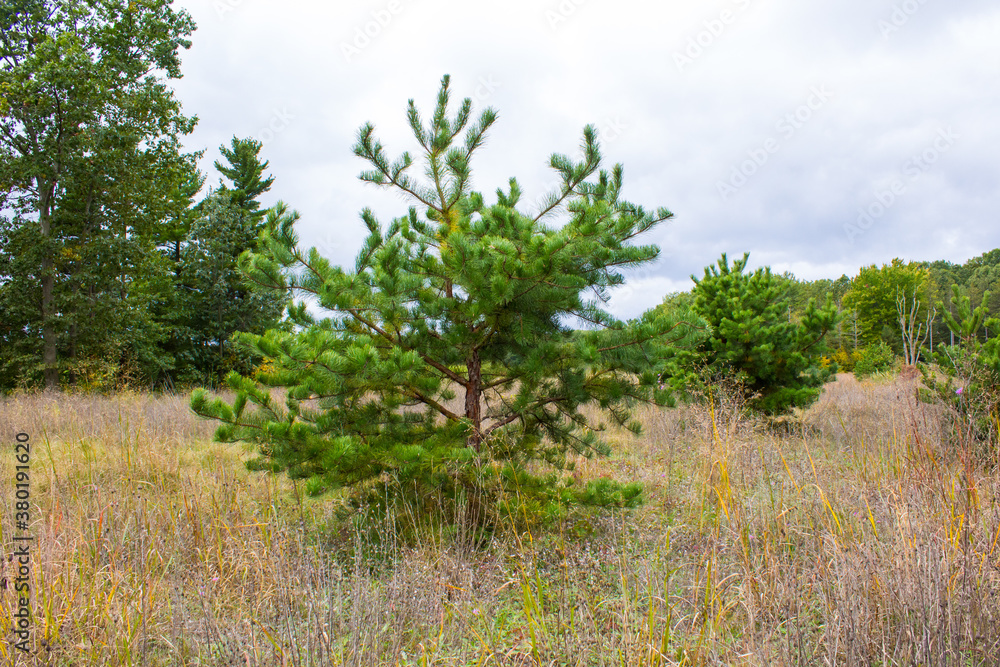 A pine tree grow in grassland in Fall Michigan