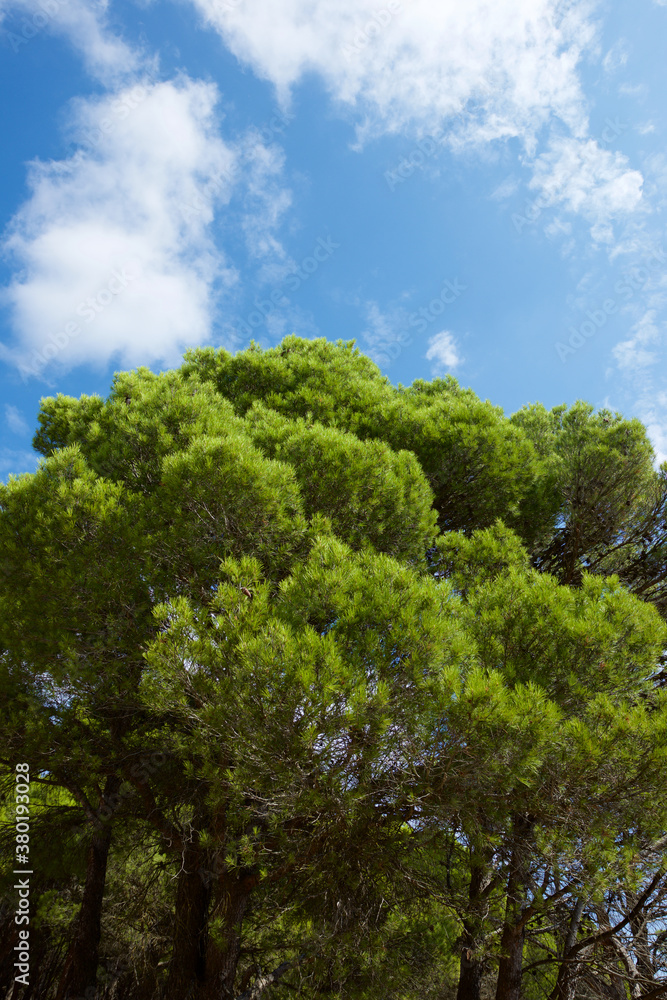 Pine forest in Spain