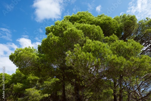 Wallpaper Mural Pine forest in Spain Torontodigital.ca
