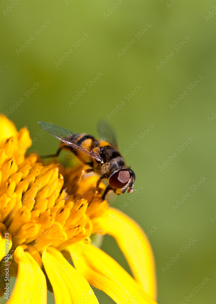 Hoverfly Macro on a Yellow Flower Hoverfly Macro on a Yellow Flower