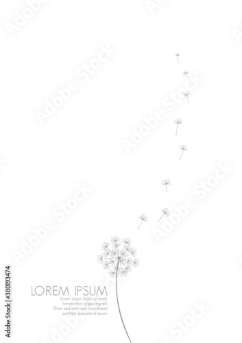 Fototapeta Naklejka Na Ścianę i Meble -  Simple background with flying dandelion florets