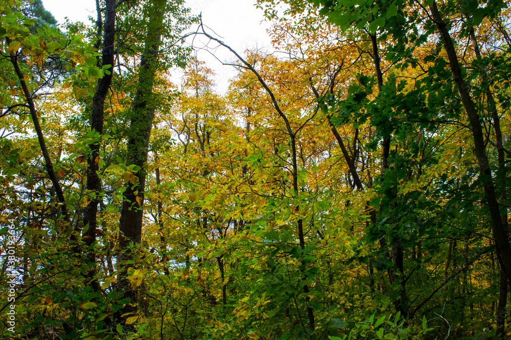 Fototapeta premium Autumn forest nature. Vivid colorful forest. Fall color in Michigan
