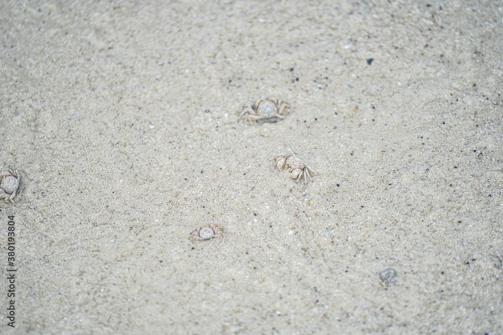 ghost crab on the sand at the Samet island seashore. ghost crab on the sand at the Samet island seashore.