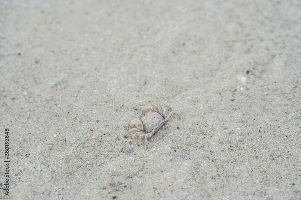 ghost crab on the sand at the Samet island seashore.