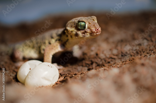 Chinese wonder gecko photo