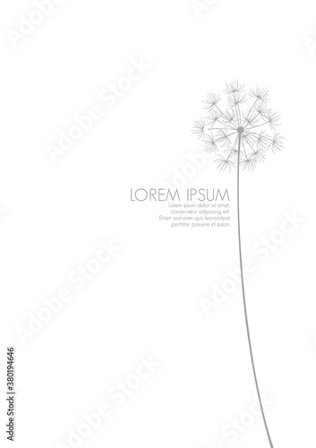 simple background with a dandelion