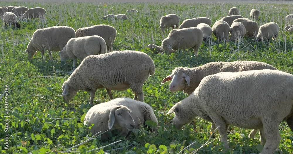 Outdoor sunny scenery, flock of Sheep grazing on meadow on countryside of Germany. Outdoor sunny scenery, flock of Sheep grazing on meadow on countryside of Germany.