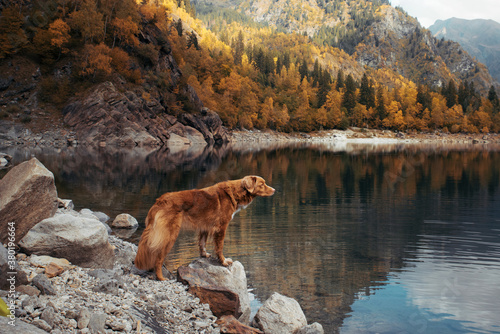 dog at a mountain lake in autumn. Traveling with a pet. red Nova Scotia Duck Tolling Retriever on nature background © annaav