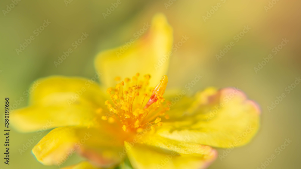 Close up macro of flower in the morning time park outdoor Close up macro of flower in the morning time park outdoor