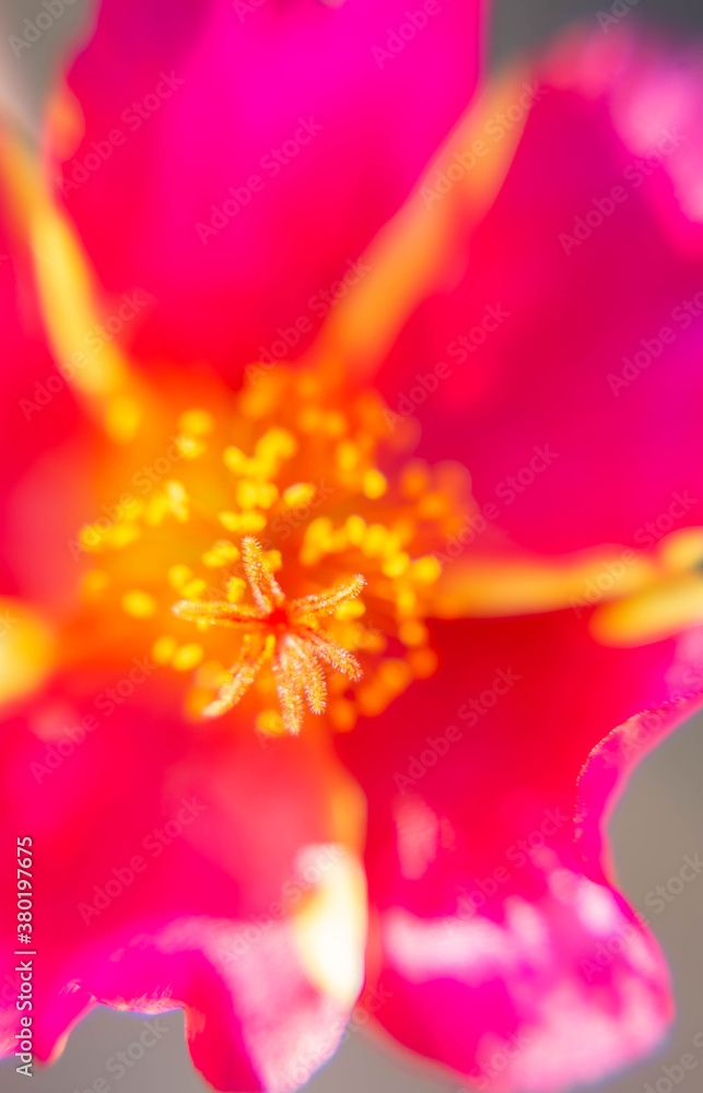 Close up macro of flower in the morning time park outdoor Close up macro of flower in the morning time park outdoor