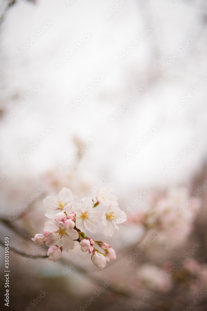 Cherry blossom blooming in spring Cherry blossom blooming in spring
