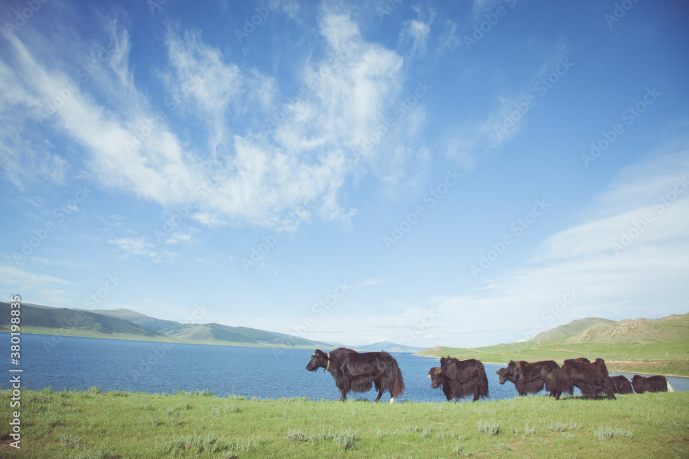 Yaks by the Lake Yaks by the Lake