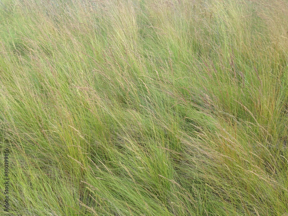 Field of windswept grasses, Palouse, Washington Field of windswept grasses, Palouse, Washington