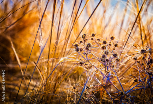 Nature blurred multicolored floral abstract background for desight and decoration. Minimalism. Selective focus. Sunlight. photo