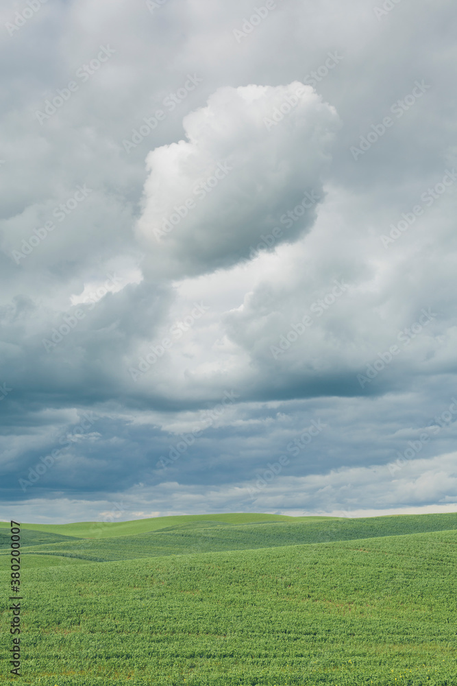 Rolling fields of Spring wheat, storm clouds above, Palouse, WA Rolling fields of Spring wheat, storm clouds above, Palouse, WA