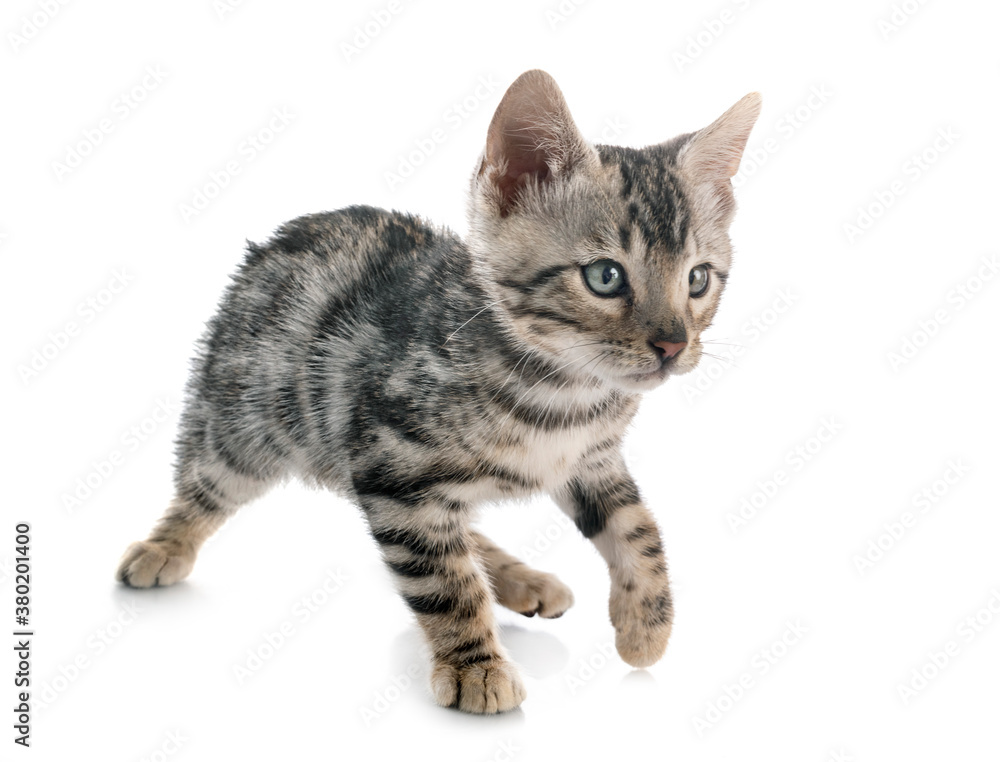 bengal kitten in studio bengal kitten in studio