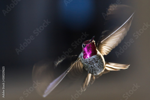 Anna's Hummingbird in flight photo