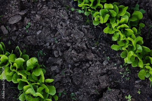 Growing salad photo