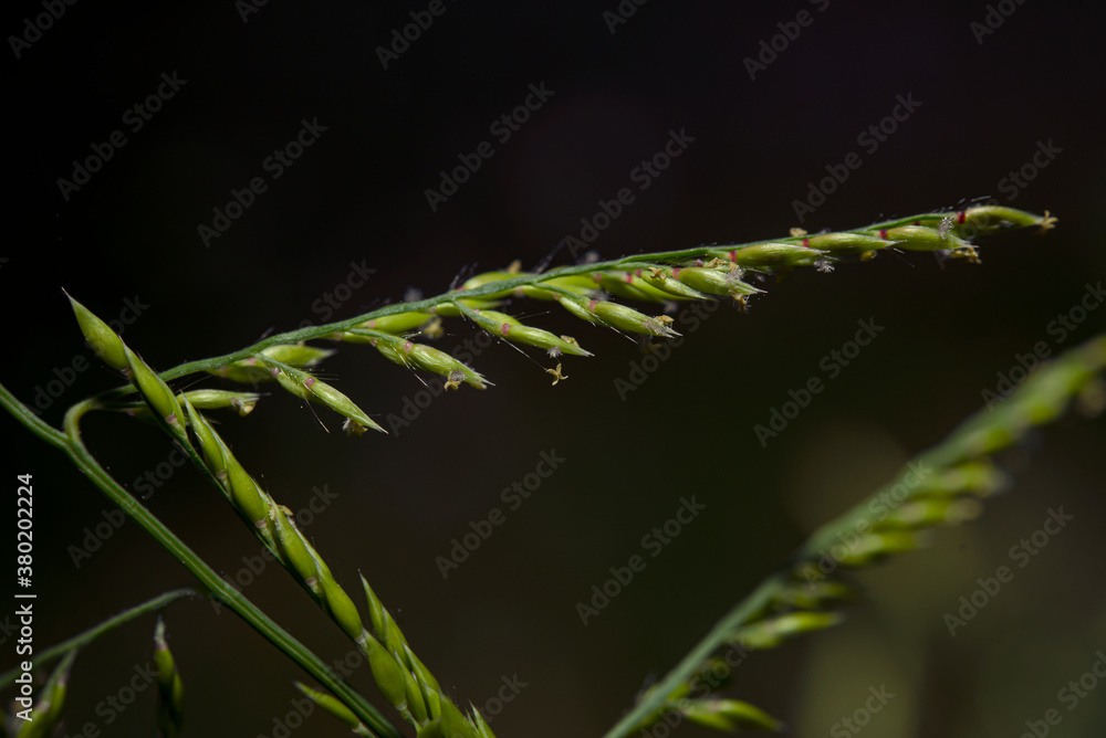 Some pollen that has already bloomed
