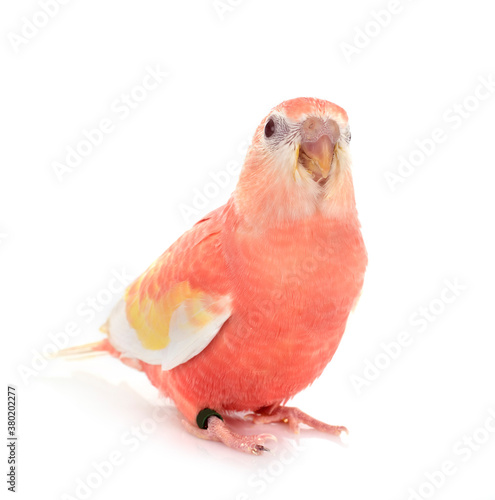 Bourke parrot