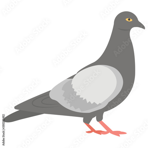 Pigeon 