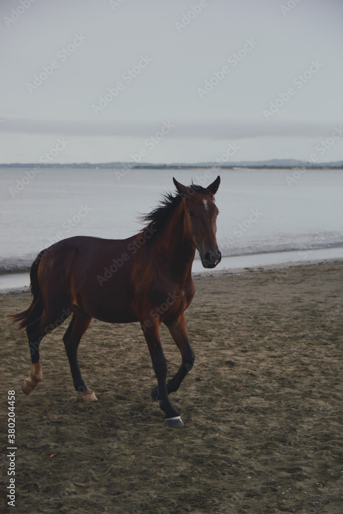 horse on a beach.