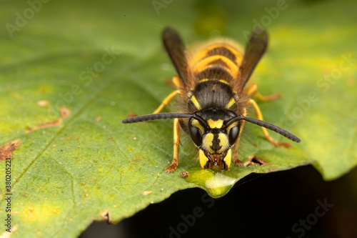 Close up macro of yellow and black wasp on a leaf eating syrup