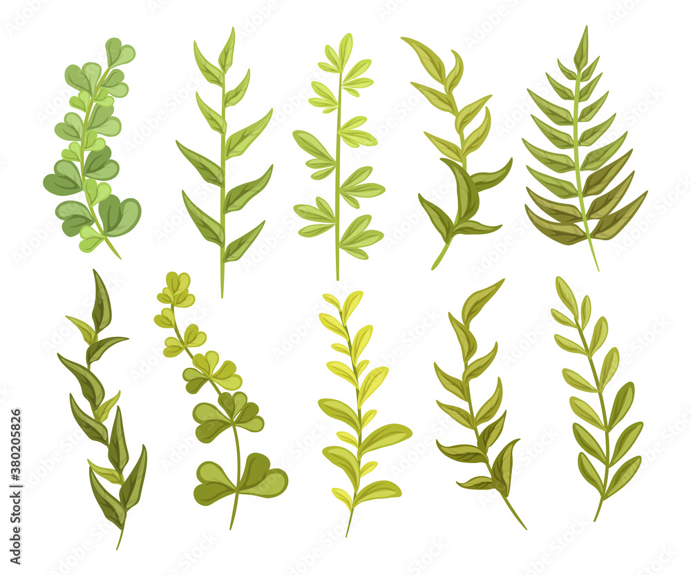 Obraz premium Decorative vector clipart. Green branches and grass isolated on white background