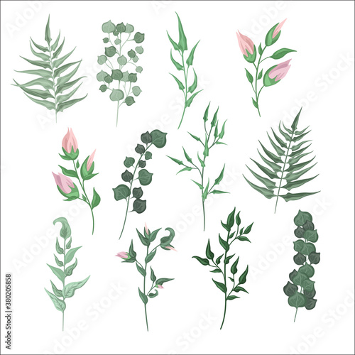 Decorative floral branches, flowers and plants isolated on a white background. Collection of plants