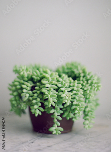 Burros Tail succulent plant on carrera marble table photo