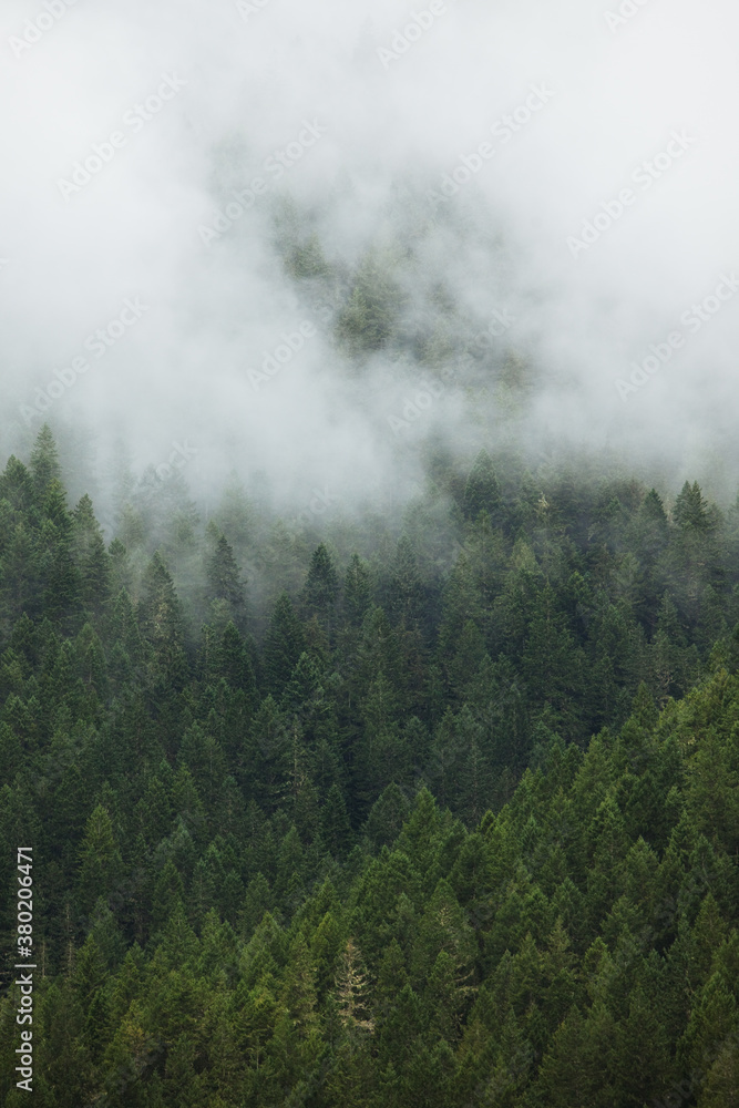 Fog and Forest