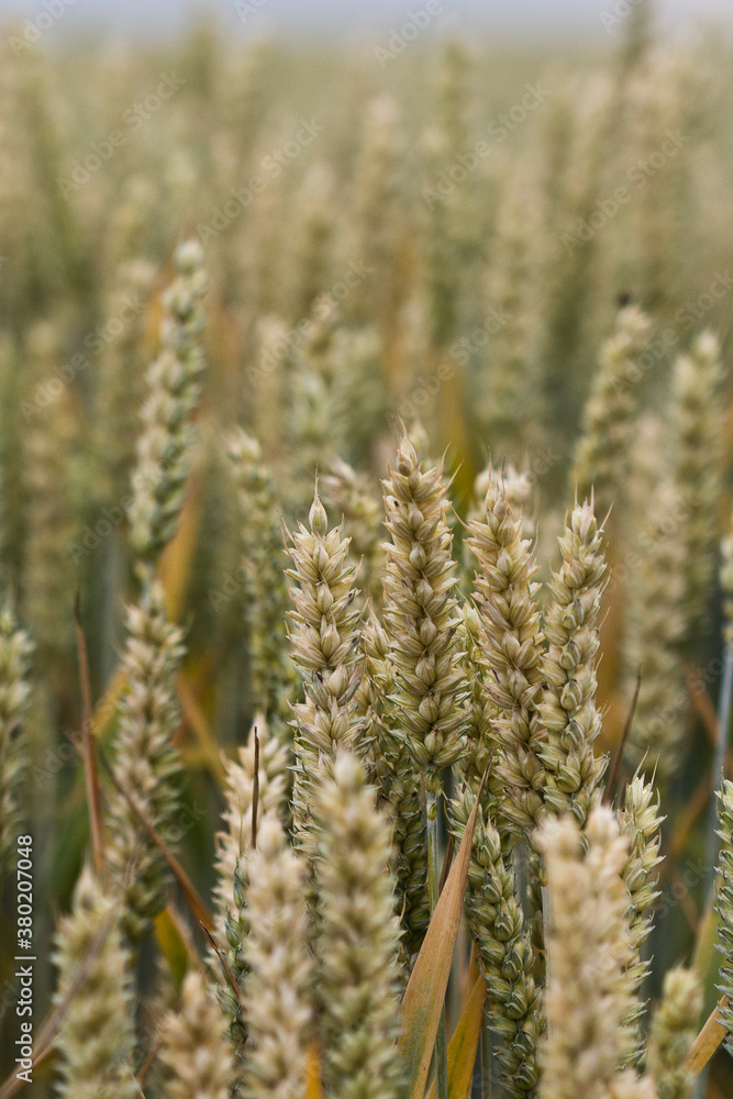 Field of wheat in summer Field of wheat in summer