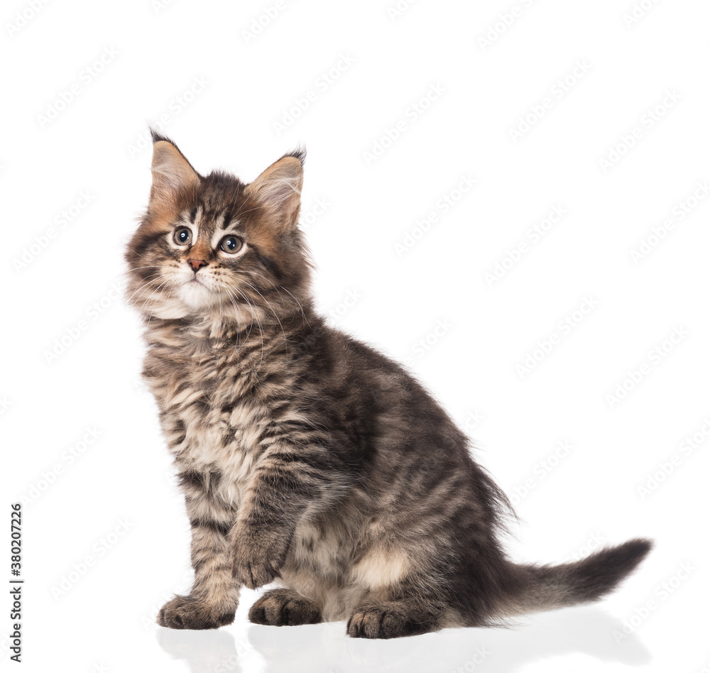 Obraz premium Maine Coon kitten
