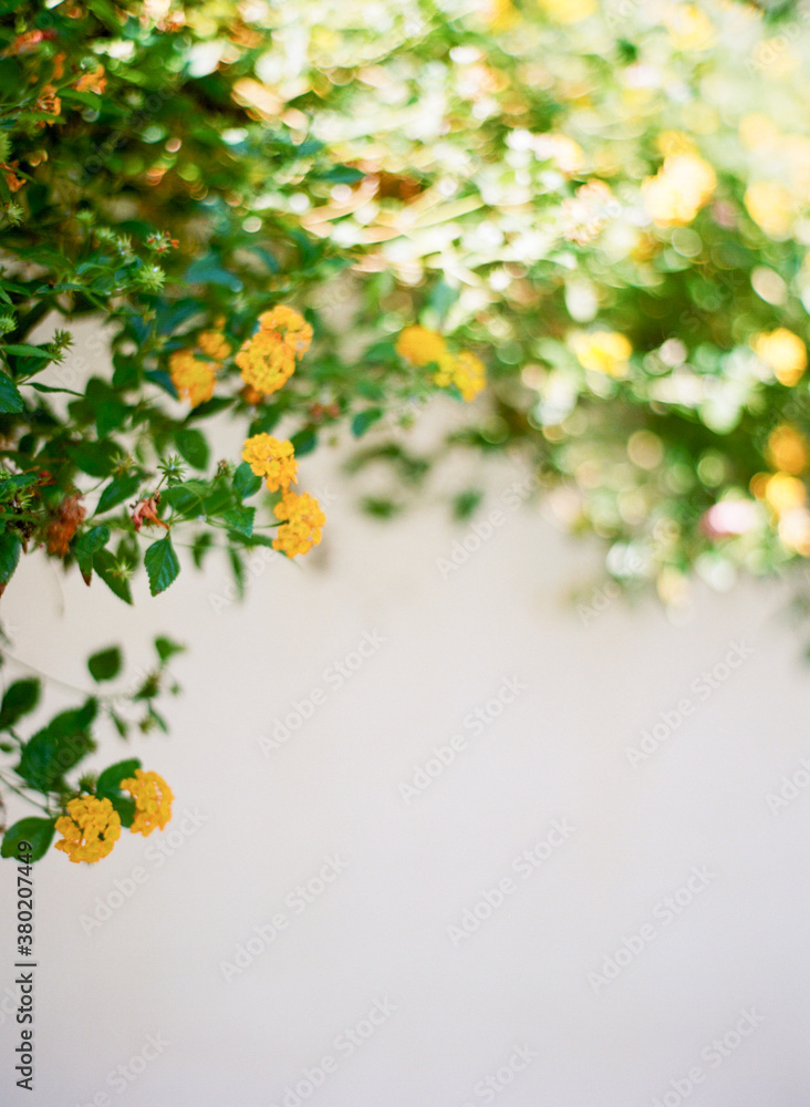 Yellow Verbana flowers hanging off a wall in Mykonos Greece Yellow Verbana flowers hanging off a wall in Mykonos Greece