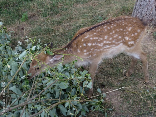 Female spotted deer in a children's Safari Park