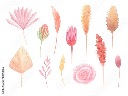 Watercolor bohemian dried flowers, leaves set isolated on white background. Warm colors palm, pampas grass, protea boho wedding theme set. Hand painted. Perfect for autumn season wedding invitation.