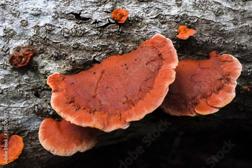 Red saprophytic bracket fungi photo