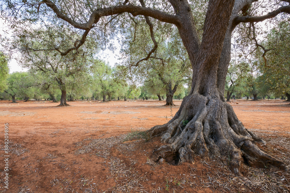 beautiful olive trees grove with in the Mediterranean and free text space.